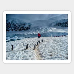 Walking with penguins in Antarctica Sticker